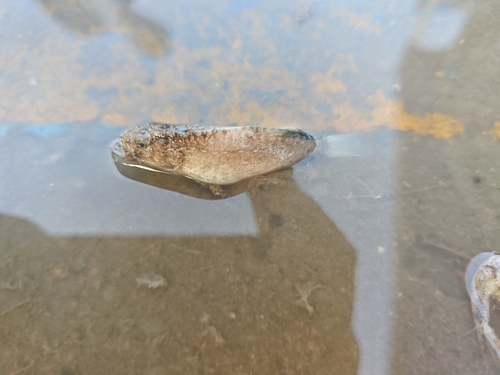 Spotted velvetfish (Erisphex pottii) — Aploactinidae
