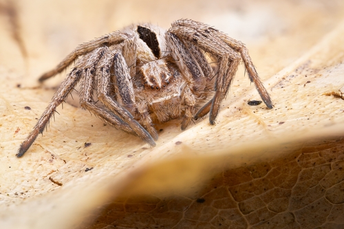 Common Lance-backed Crab Spider, Nottinghamshire, England, GB, photo 9 of 10