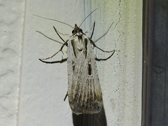 Tathorhynchus exsiccata