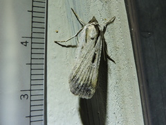 Tathorhynchus exsiccata