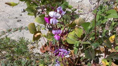 Lablab purpureus purpureus