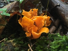 Craterellus odoratus