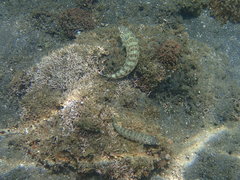 Parapercis clathrata
