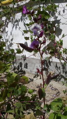 Lablab purpureus purpureus