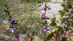 Lablab purpureus purpureus