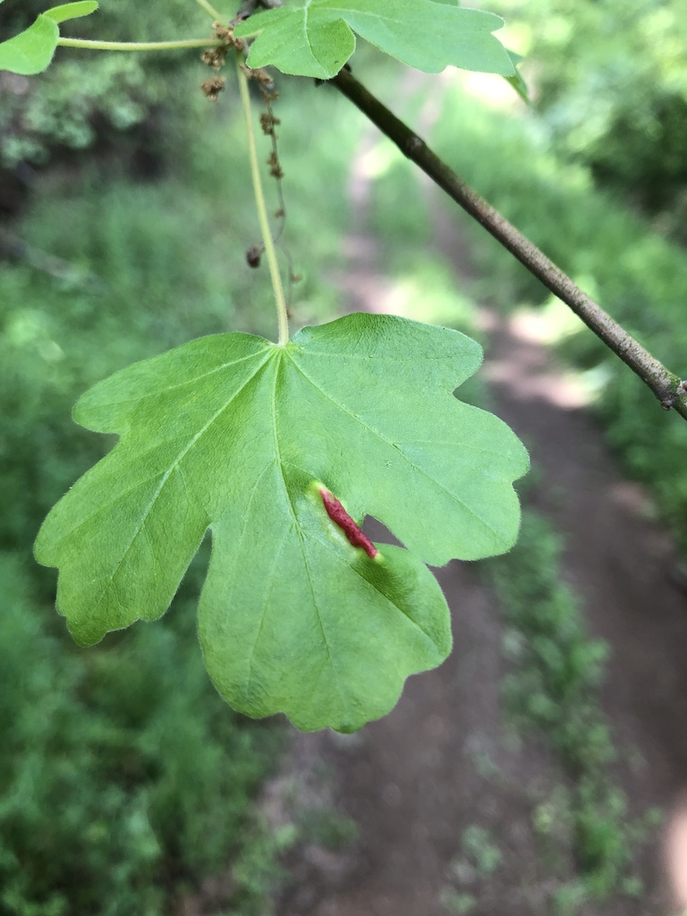 Contarinia acerplicans