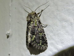 Paramiana smaragdina