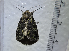 Paramiana smaragdina