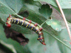 Didugua argentilinea