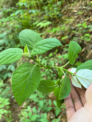 Hydrangea radiata, photograph (c) harrier, some rights reserved (CC BY)