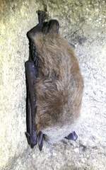 Myotis dasycneme