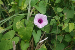 Ipomoea littoralis