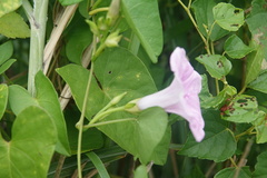Ipomoea littoralis
