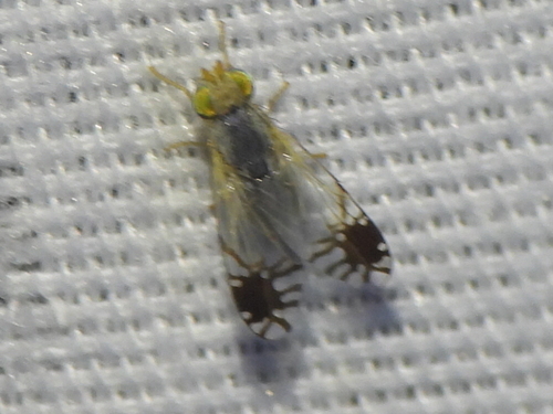 Trupanea actinobola photo 5