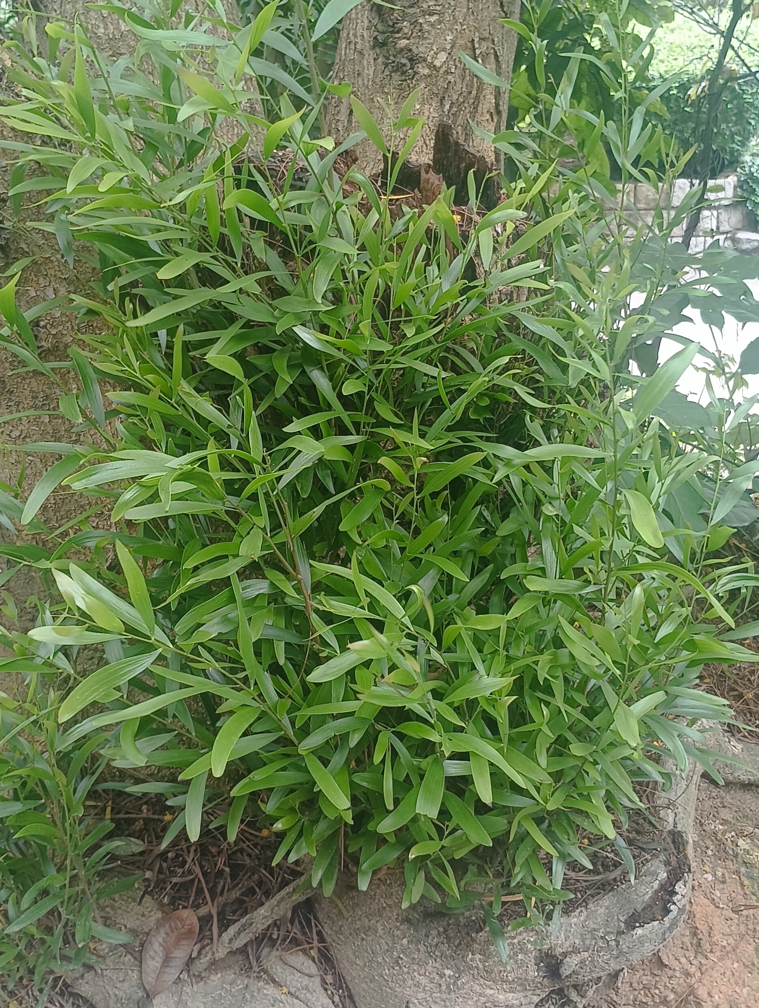 Imagem de Cacto-orquídea