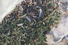 Selaginella watsonii