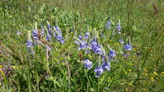 Veronica austriaca dentata