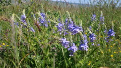 Veronica austriaca dentata