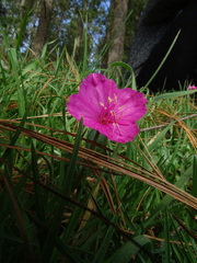 Oenothera deserticola
