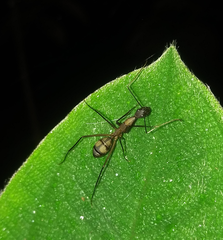 Camponotus amoris