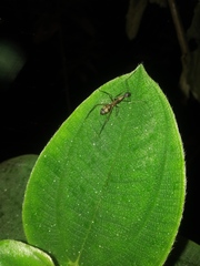 Camponotus amoris