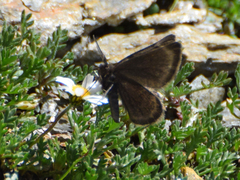 Sciadia tenebraria