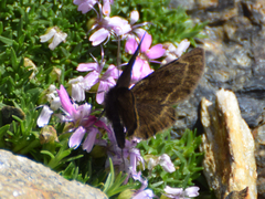 Sciadia tenebraria