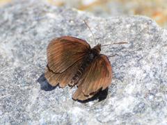 Erebia pluto