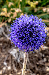 Echinops latifolius