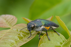 Lampetis coerulescens