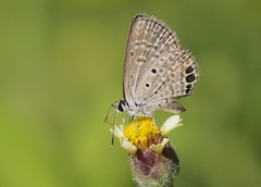 Hemiargus ceraunus astenidas
