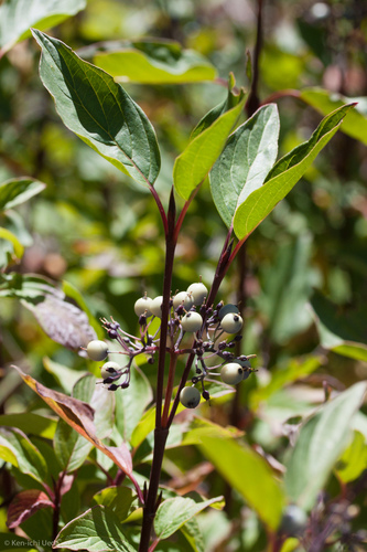 Cornus sericea