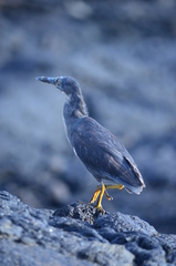 Butorides striata sundevalli