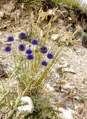 Echinops latifolius