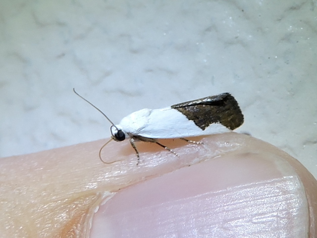 Ponometia heonyx