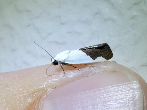 Ponometia heonyx