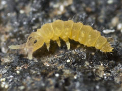 Triacanthella