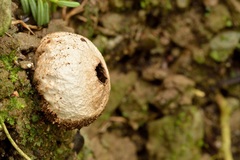 Lycoperdon compactum