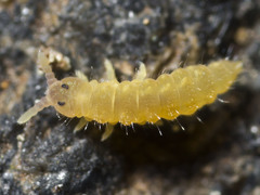 Triacanthella
