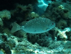 Siganus spinus