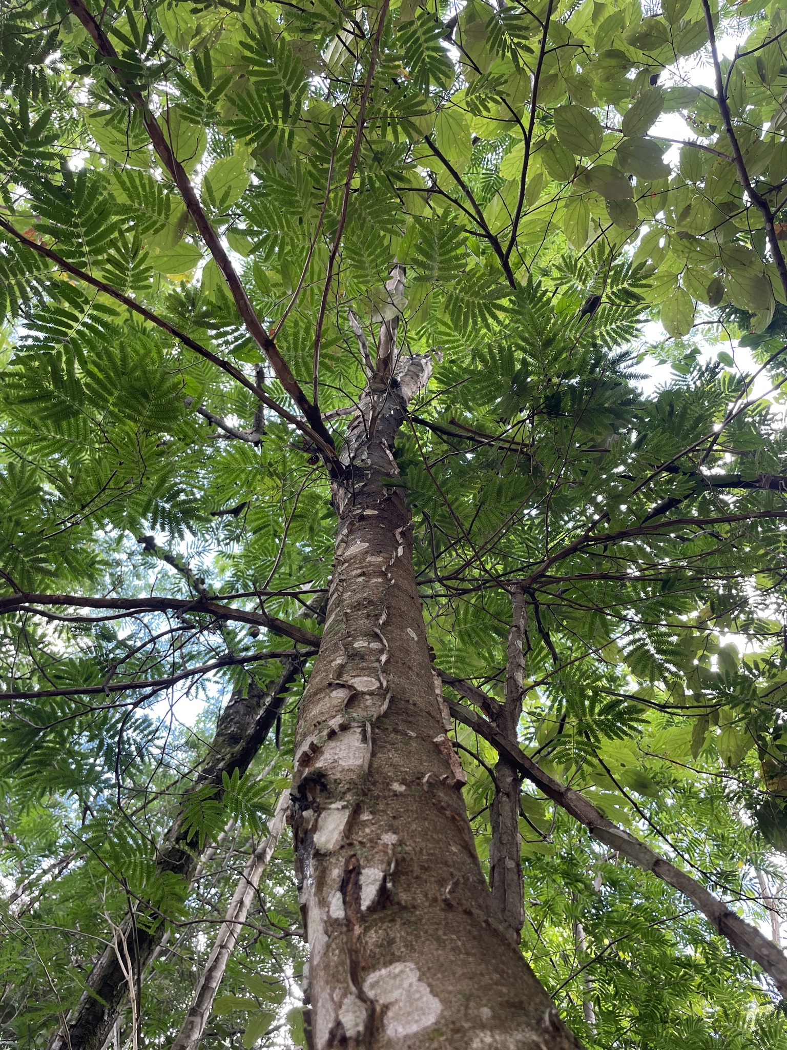 Imagem de Angico-Jacaré
