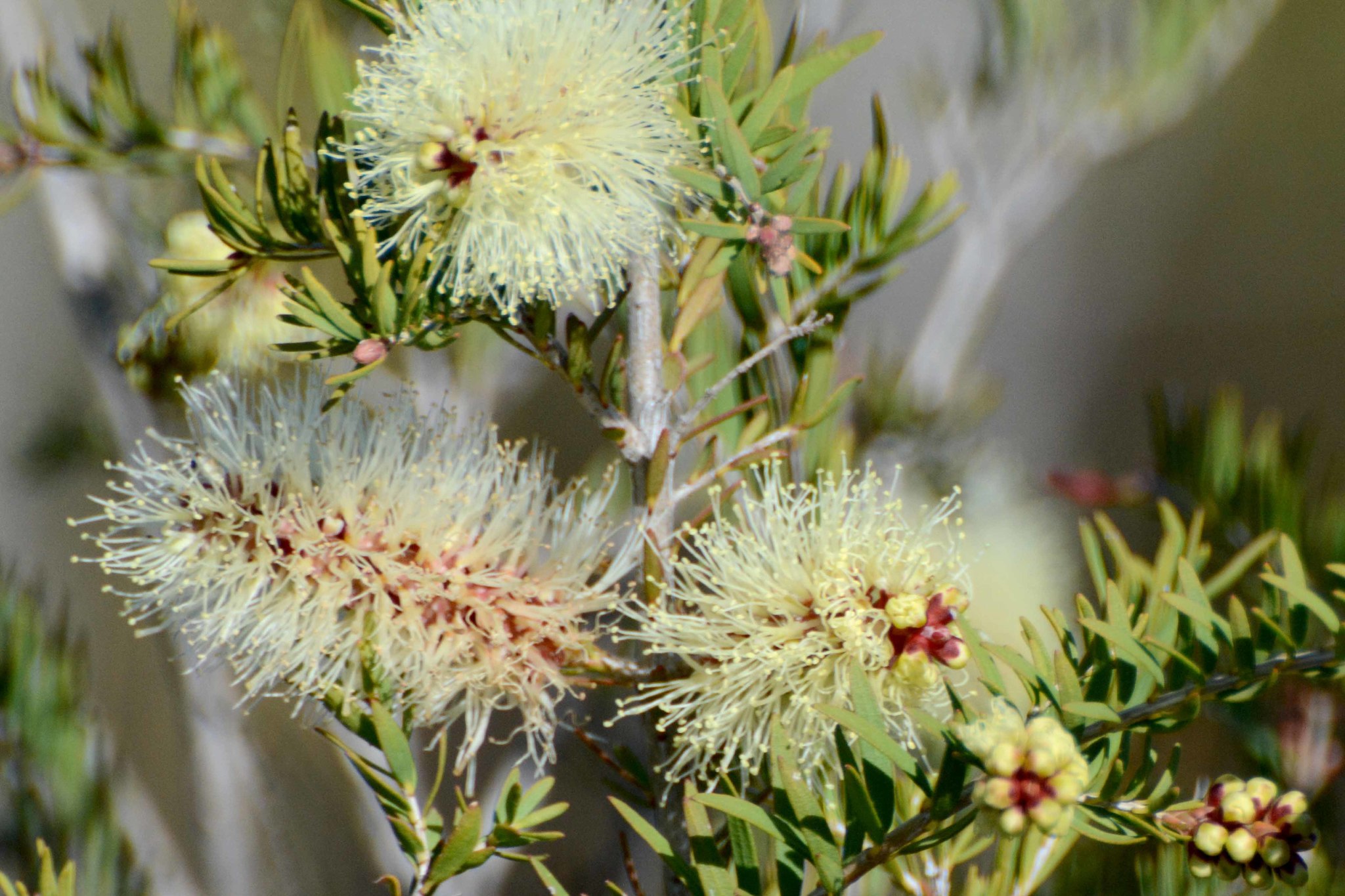 Melaleuca incana