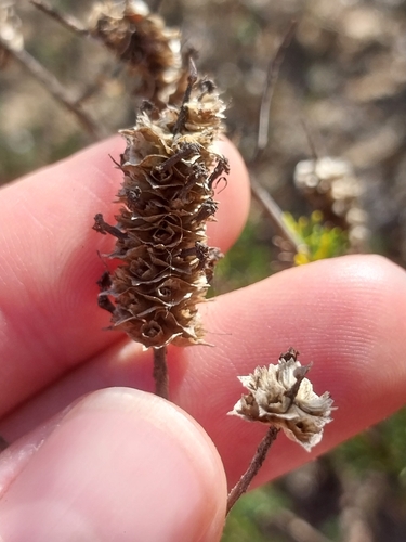 Image of Microdon capitatus by (c) De Waal Hugo, some rights reserved (CC BY)