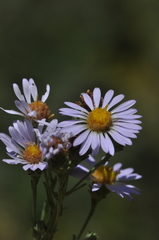 Symphyotrichum spathulatum