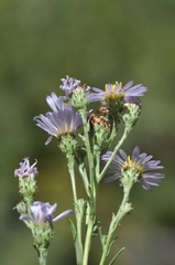 Symphyotrichum spathulatum