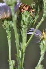 Symphyotrichum spathulatum