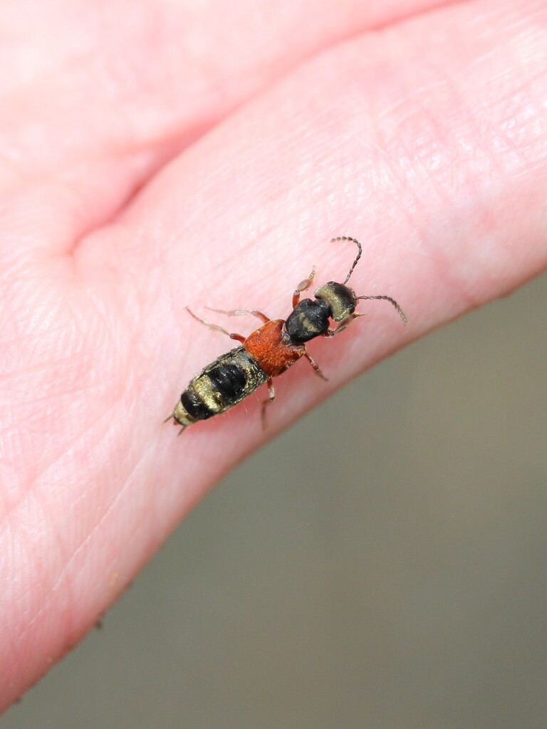 Parapalaestrinus