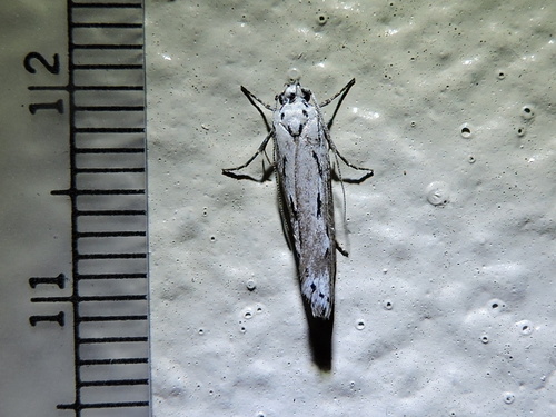 Mountain-mahogany Moth photo 6
