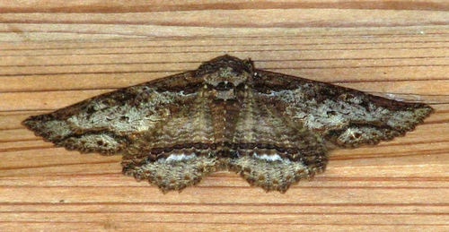 Zale strigimacula