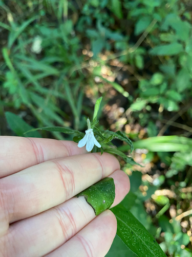 Rhinacanthus gracilis, photograph 4